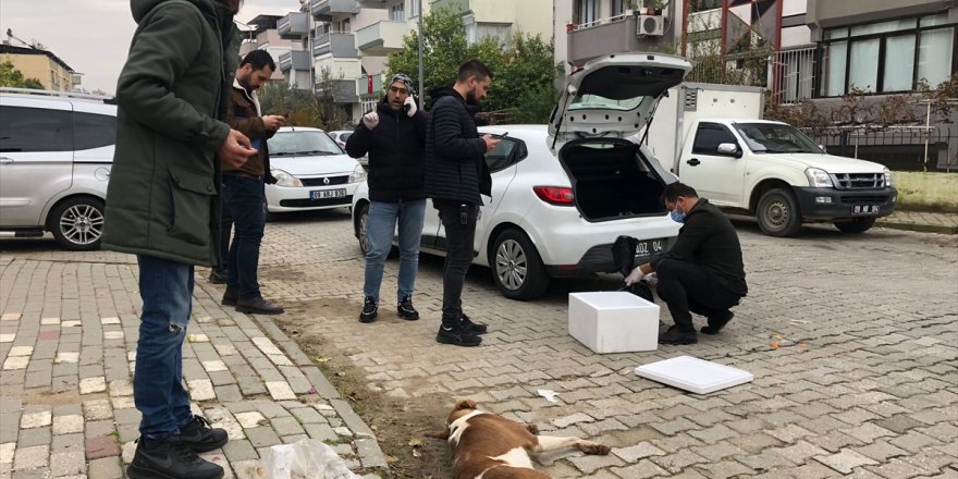 Nazilli'de sahipsiz köpeklerin zehirlenerek öldürüldüğü iddiası