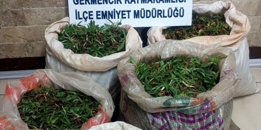 Aydın'da otomobilinde salep soğanıyla yakalanan kişiye 244 bin lira ceza kesildi