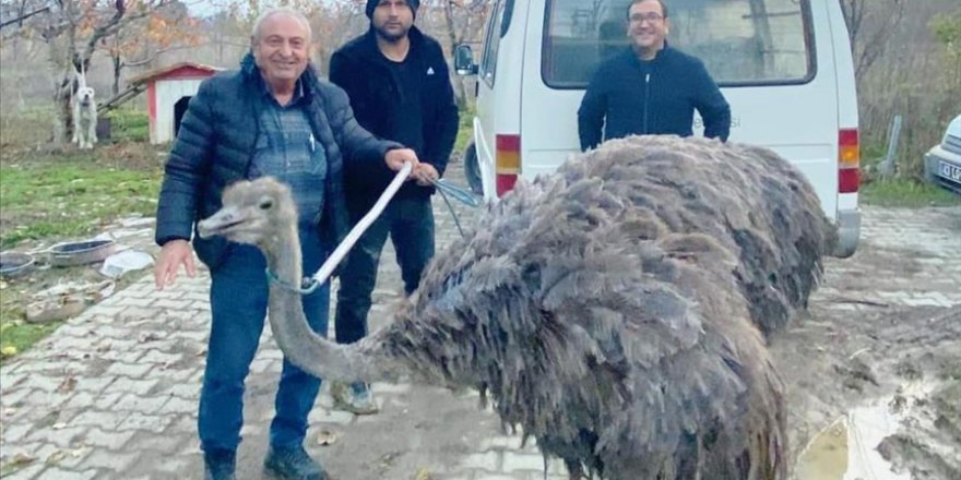 Kütahya'da sahibinden kaçan deve kuşu kara yoluna girdi