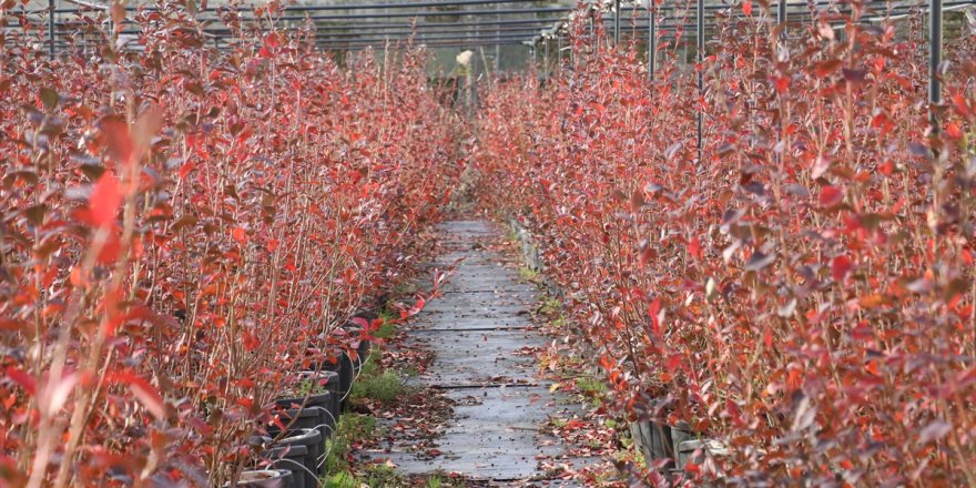 Türkiye yaban mersini üretiminde "Alova Farm" ile dünya pazarına açılacak