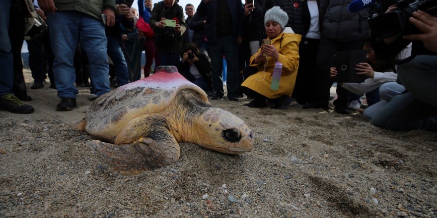 Kuşadası'nda tedavileri tamamlanan 3 caretta caretta denize bırakıldı