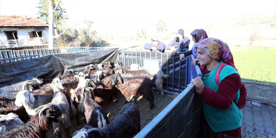 Seydikemer'de kadın üreticilere kıl keçisi dağıtıldı