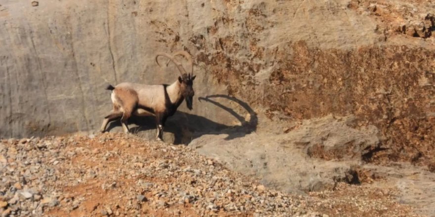 Malatya'da dağ keçileri görüldü