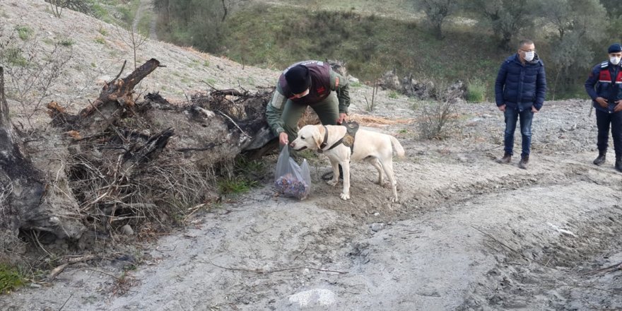 Aydın'da iz takip köpeği tarafından bulunan kayıp yaşlı kadın hastanede hayatını kaybetti