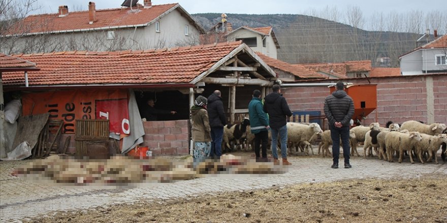 Kütahya'da sahipsiz köpekler 20 küçükbaş hayvanı telef etti