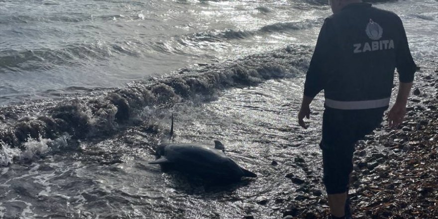 Bodrum'da karaya vuran yaralı yunus kurtarılamadı