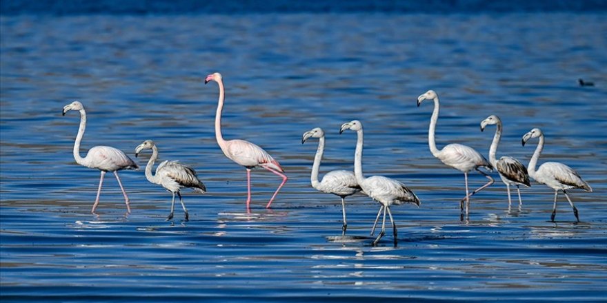 Ötücü kuğular ile göç dönemi geçen flamingolar kışı Van Gölü havzasında geçiriyor