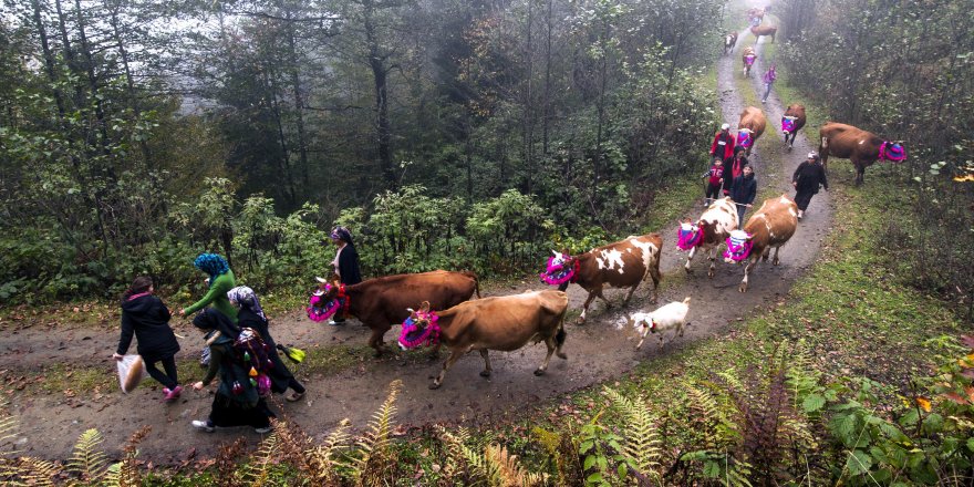 Karadeniz’de farklı bir mutasyonun varlığı araştırılıyor