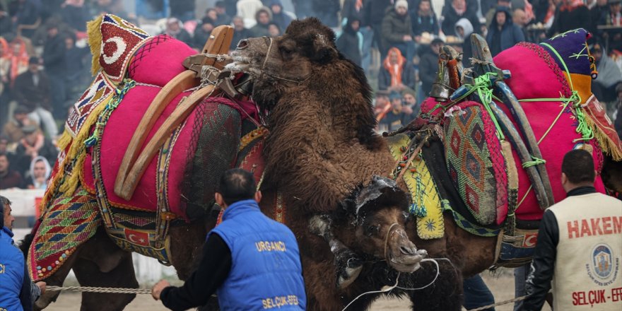 42. Efes Selçuk Deve Güreşleri Festivali yapıldı