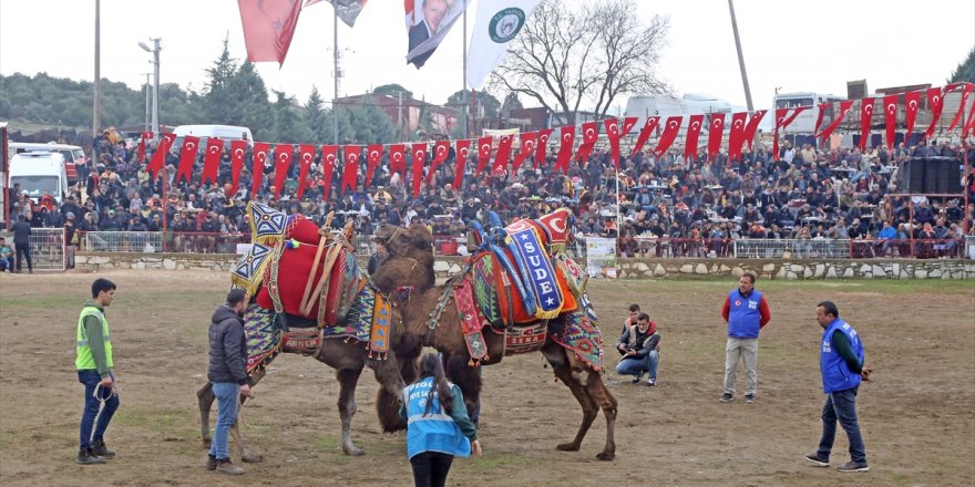 Muğla'da 22. Yatağan Deve Güreşi Festivali yapıldı