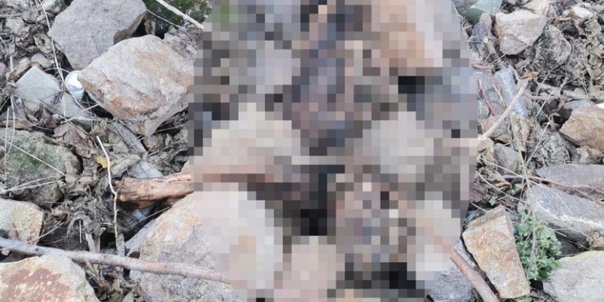 İzmir'de arazide insan iskeleti bulundu