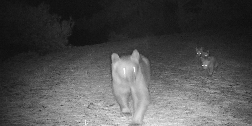 Muğla'da bozayı ile 3 yavrusu fotokapanla görüntülendi