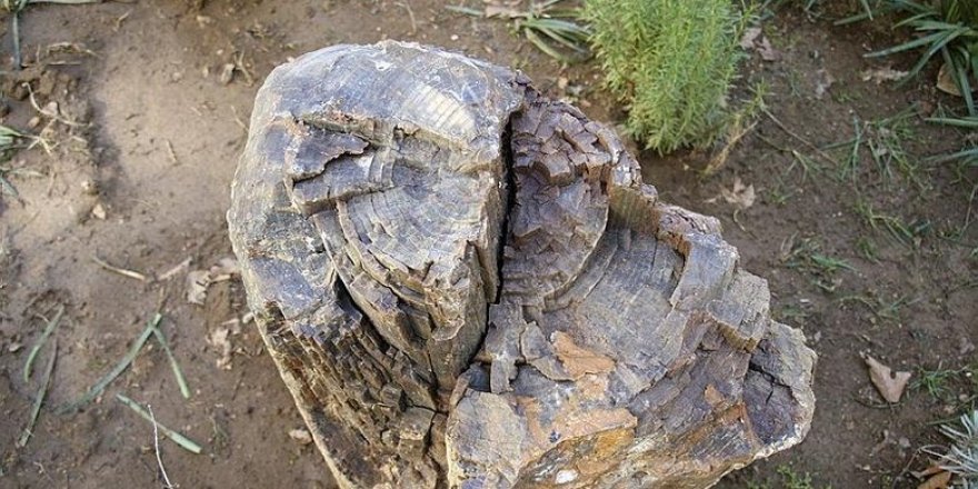 Uşak'taki yol çalışmasında bulundu! 16 milyon yıllık olduğu düşünülüyor