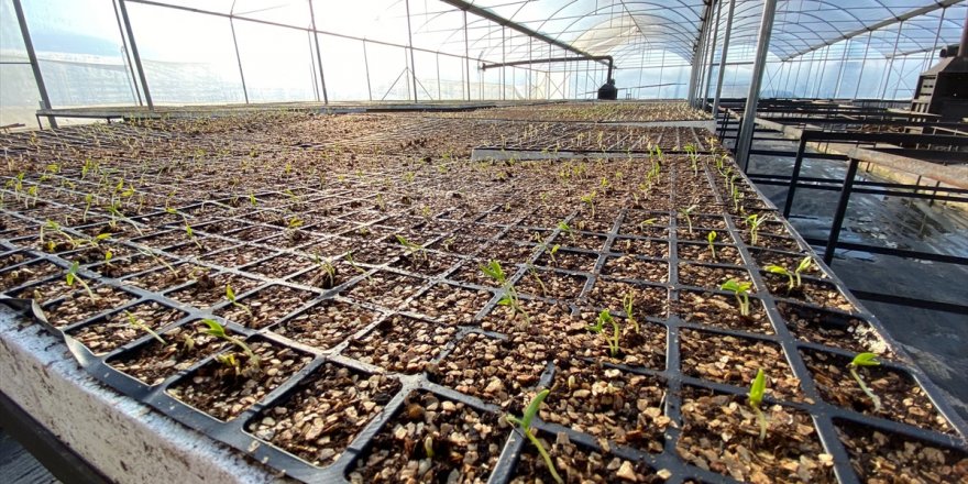 Bodrum Belediyesi tarımsal kalkınma çalışmaları kapsamında yazlık fideler için tohum ekiyor