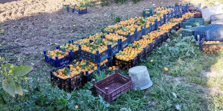 Suriyeli işçi çalıştırıp narenciye çalarken yakalandı