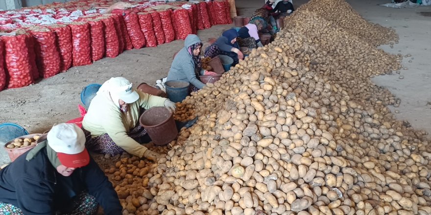 Sandıklı'da depolarındaki patatesler, büyükşehirlere gönderiliyor