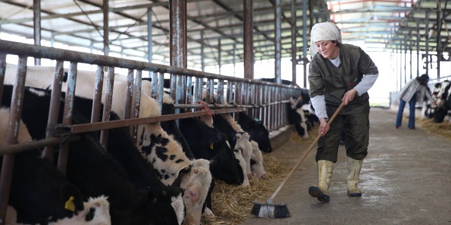 Plazadaki kariyerini bırakan genç kadın besi çiftliğinin başına geçti