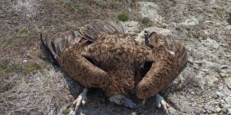 Nesli tükenme tehlikesiyle karşı karşıya olan 7 akbaba zehirlenerek öldürüldü