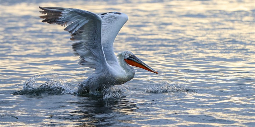 Nesli tehlike altında olan su kuşu "Tepeli Pelikan"