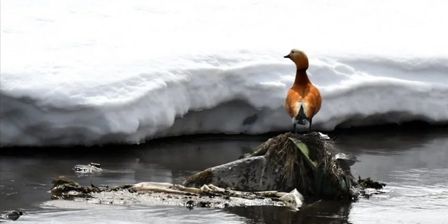 Karlar erimeye başlayınca Kars'ta doğa kuşlarla canlandı