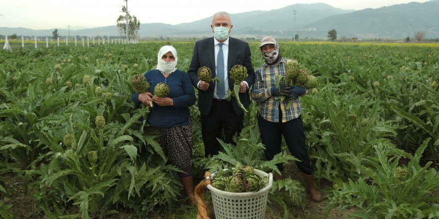 Başkan Atay, enginar hasadına katıldı