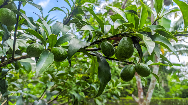 Alanya'da avokado üretim alanı 12 yılda 66 kat arttı