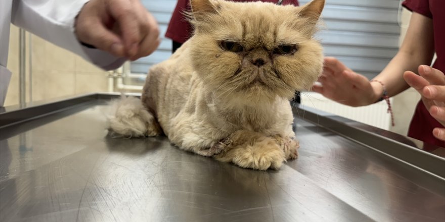 Kedi Garfi, tıkalı kalın bağırsağının bir kısmı alınarak yaşatıldı