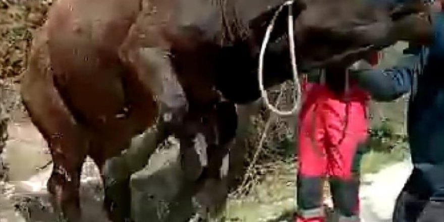 Bodrum'da tarlada otlarken kuyuya düşen inek kurtarıldı