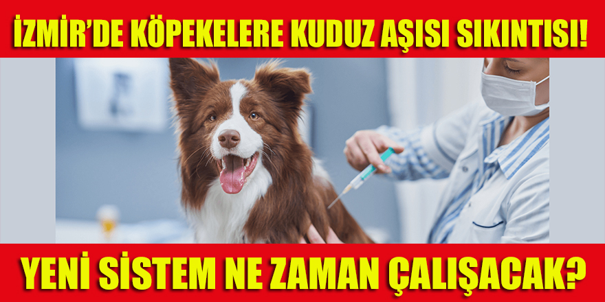 İzmir'de kuduz aşısı sıkıntısı! Sistem ne zaman çalışacak?
