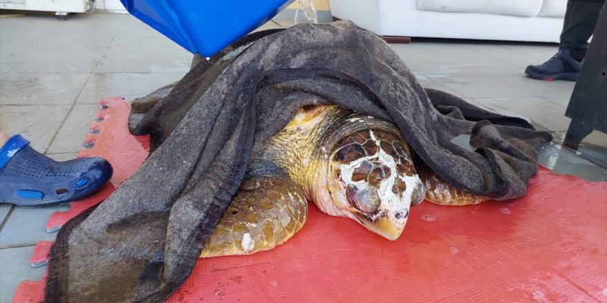 İzmir'de kıyıya sürüklenen caretta carettayı itfaiye ekipleri kurtardı