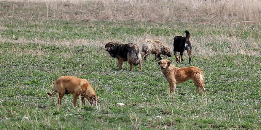 Urla'da 6 sahipsiz köpeğin zehirlenerek telef olması üzerine inceleme başlatıldı