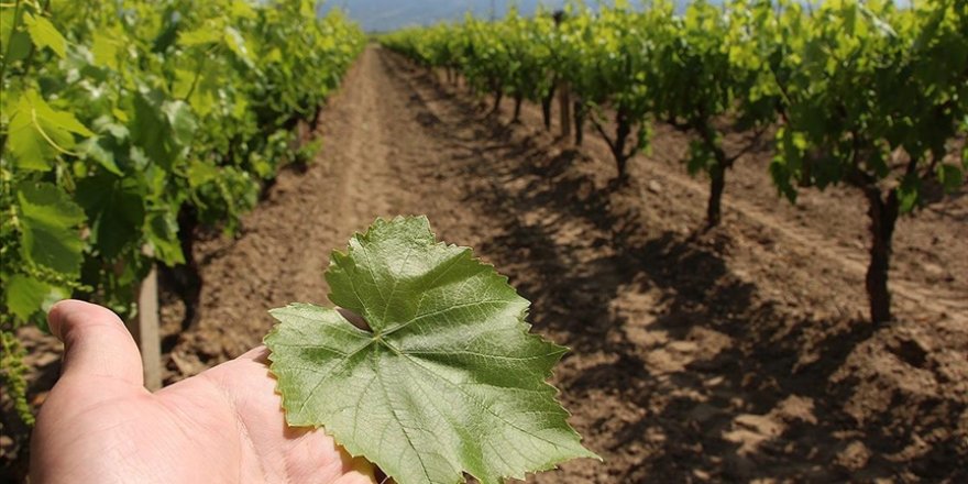 Manisa'da üzüm üreticisi asma yaprağı ile ek gelir sağlıyor