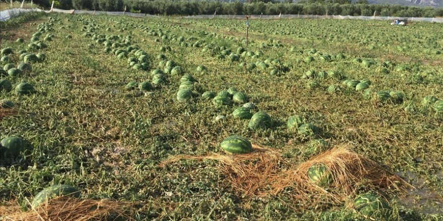 Antalya'da dolu yağışı tarım ürünlerine zarar verdi