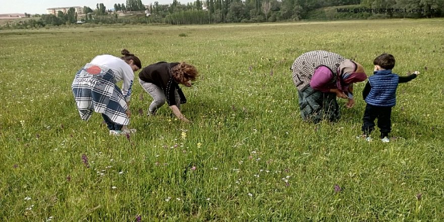 Ağrı'da kadınlar peynir ve kış yemekleri için dağlarda bitki topluyor