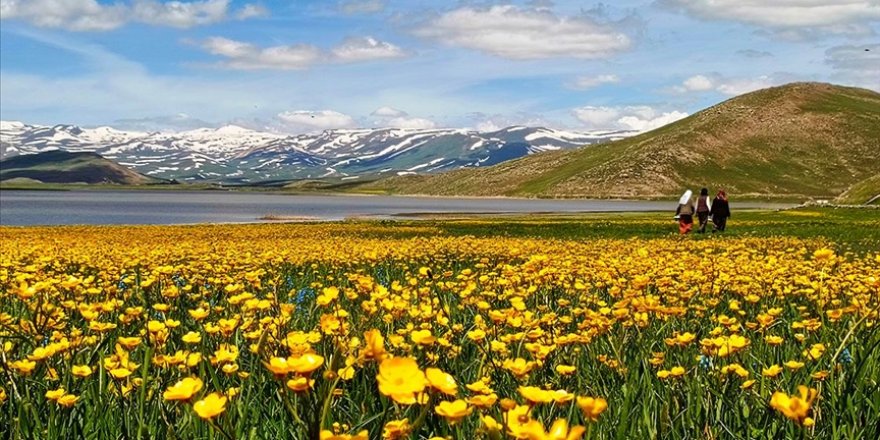 Van'da yaylalar sarı çiçeklerle kaplandı