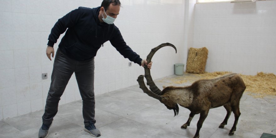 Gözleri görmeyen yaban keçisi, Aydın'da tedavi edilecek