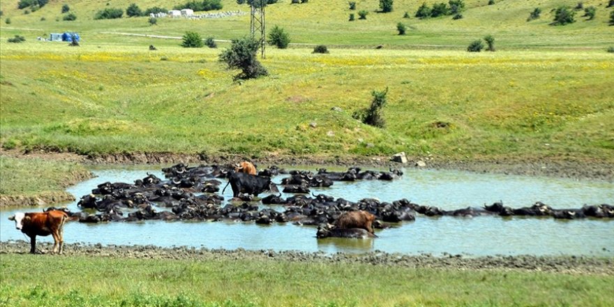 Muş'ta çobanlar sıcaktan bunalan mandaları nehir, gölet ve sulama kanallarında serinletiyor