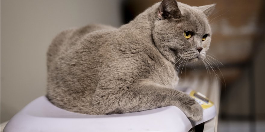Obez kedi "Şiraz" egzersiz ve diyetle 6 kilo verdi