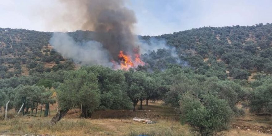 İzmir'de zeytinlik alanda çıkan yangına müdahale ediliyor