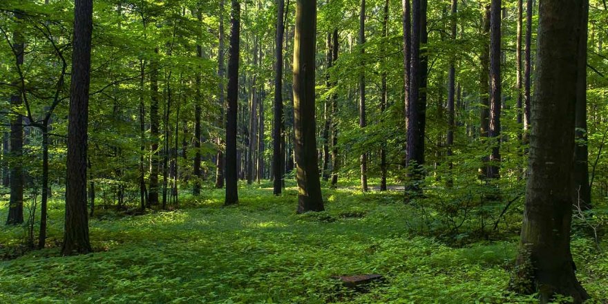 Türkiye genelinde 43 ilde ormanlara giriş yasaklandı