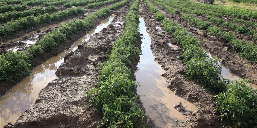 Bingöl'de dolu sebze ve meyve ekili arazide zarara yol açtı
