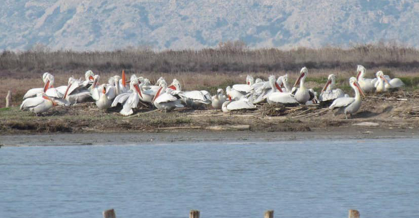Tepeli pelikanlar için yapay yuva platformları yapıldı