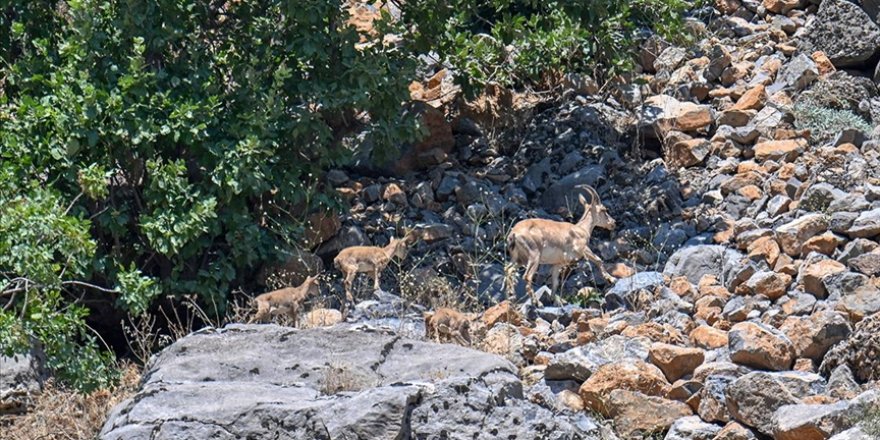 Hakkari'de koruma çalışmaları sayesinde yaban keçisi sayısı artıyor