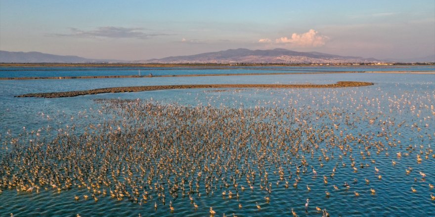 Flamingo adasının yeni sakinleri kıtalar arası uçuşa hazırlanıyor