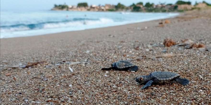 Manavgat'ta caretta carettalar mavi sularla buluşmaya başladı