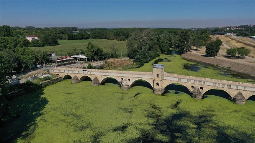 Yosun ve su mercimekleriyle kaplanan Tunca Nehri yeşile büründü