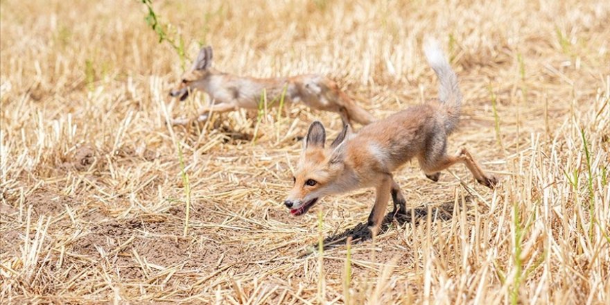 Kızıl tilki yavruları "Dicle" ve "Fırat" iki aylık özel bakım sonrası doğaya salındı