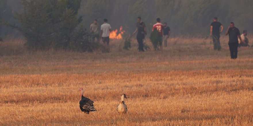 İzmir'de ormanlık alanda çıkan yangına müdahale sürüyor