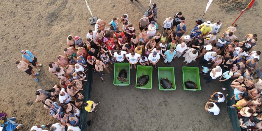 Muğla'da tedavileri tamamlanan caretta carettalar denizle buluştu