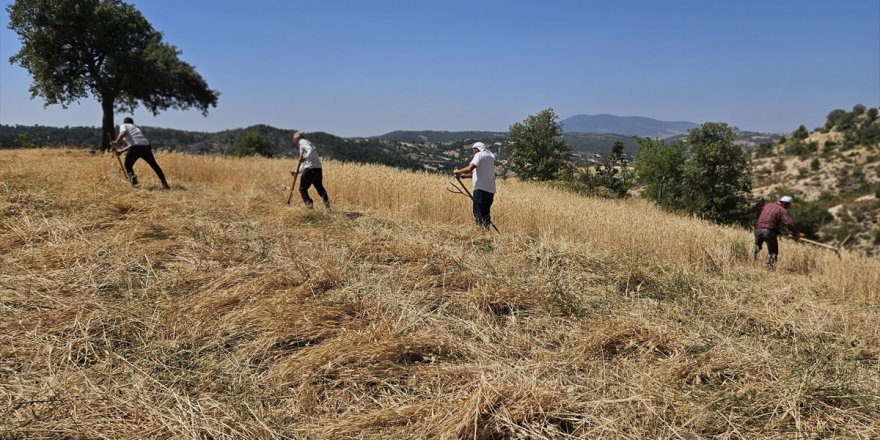 Manisa'daki engebeli arazilerde arpa ve buğday hasadı imeceyle yapılıyor